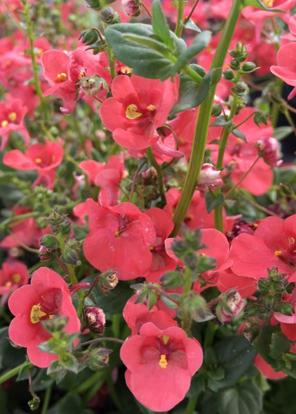 Diascia 'Redstart'